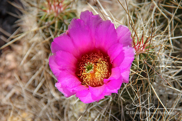 Hedgehog Cactus