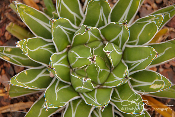 Agave