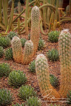 Cacti