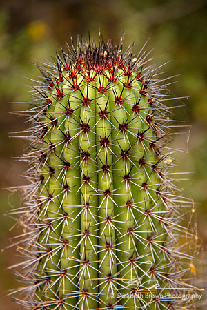 Organ Pipe Cactus