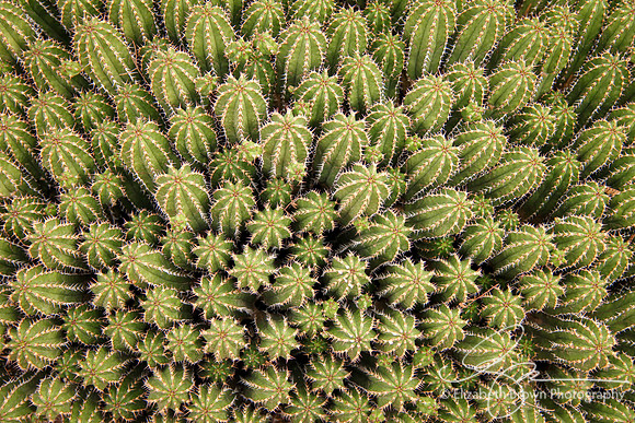Hedgehog Cactus