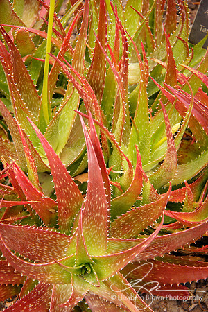 Aloe