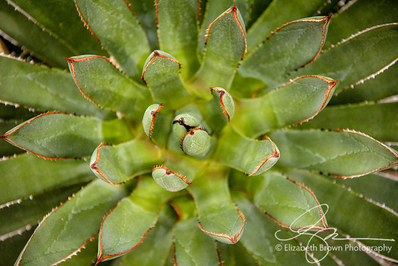 Diane's Agave