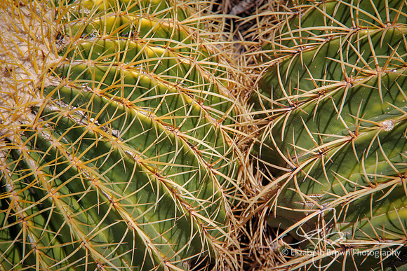 Golden Barrel Cactus