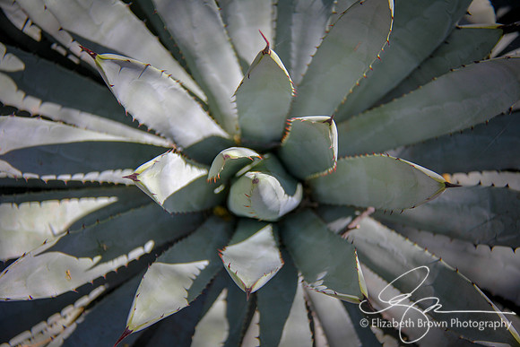 Agave