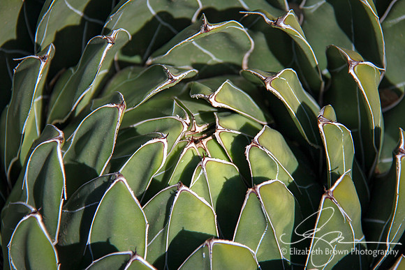 Agave