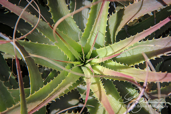 Aloe