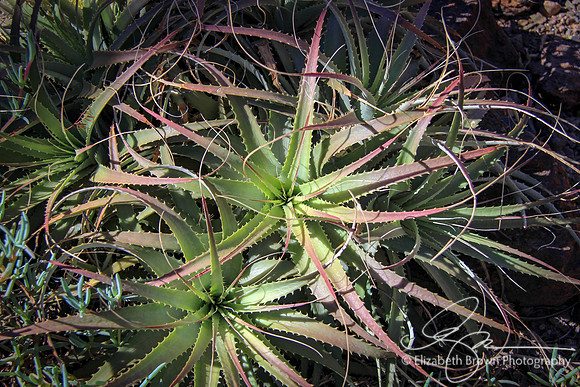 Aloe