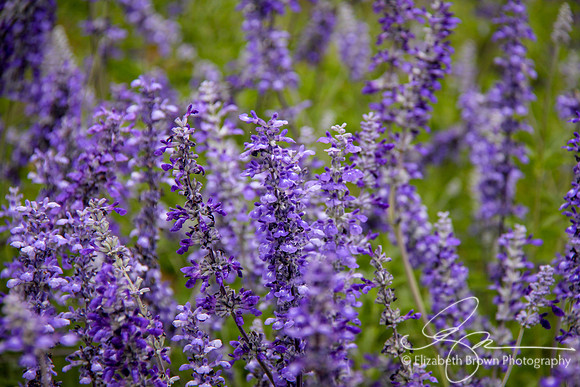 Blue Salvia
