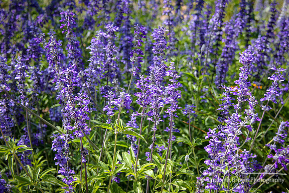 Blue Salvia