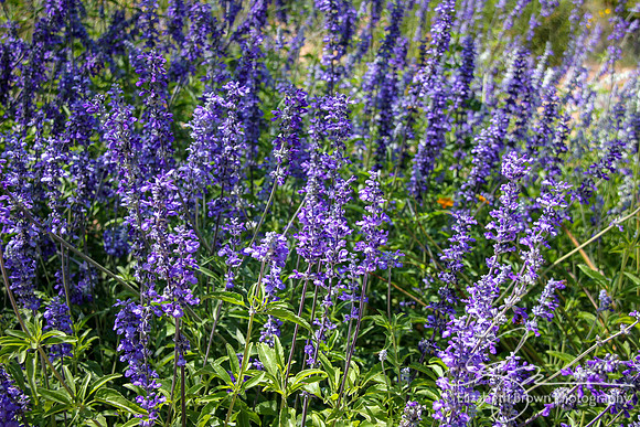 Blue Salvia