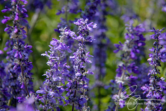 Blue Salvia