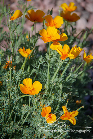 California Poppy