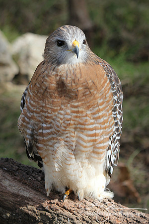 Red-shouldered Hawk