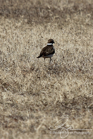Killdeer