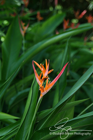 Heliconia
