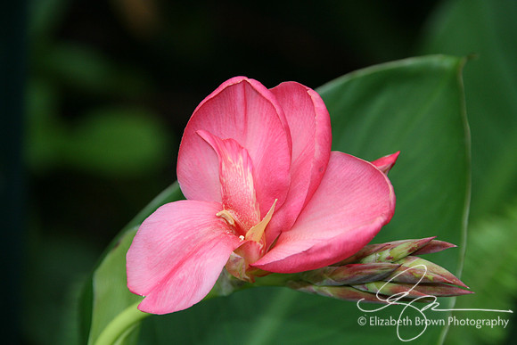Canna Lily