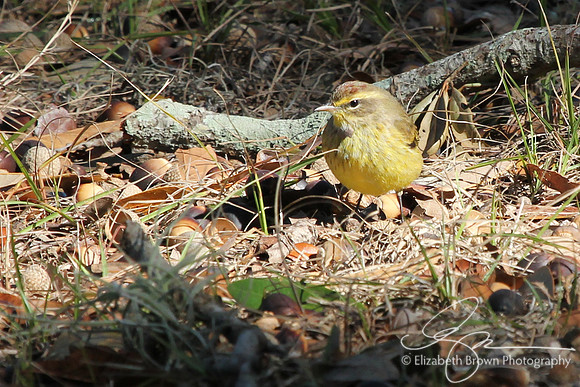 Palm Warbler