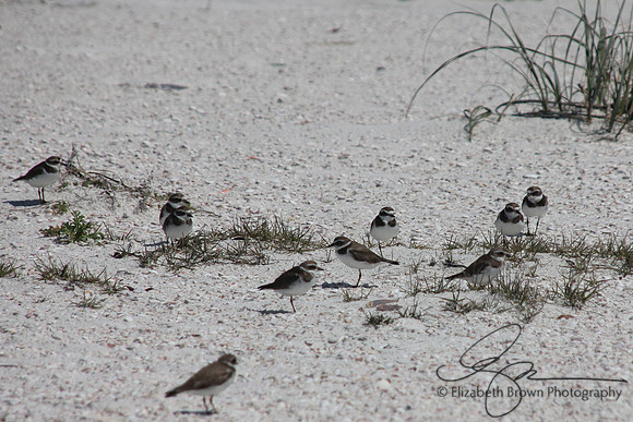 Wilson's Plovers