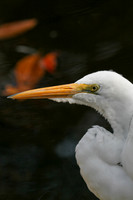Great White Egret