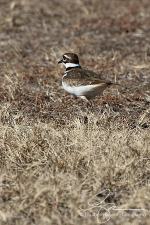 Killdeer
