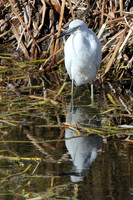 Little Blue Heron