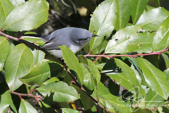 Blue-gray Gnatcatcher
