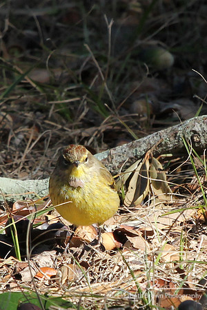 Palm Warbler