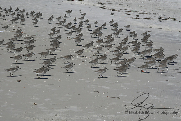 Sanderlings
