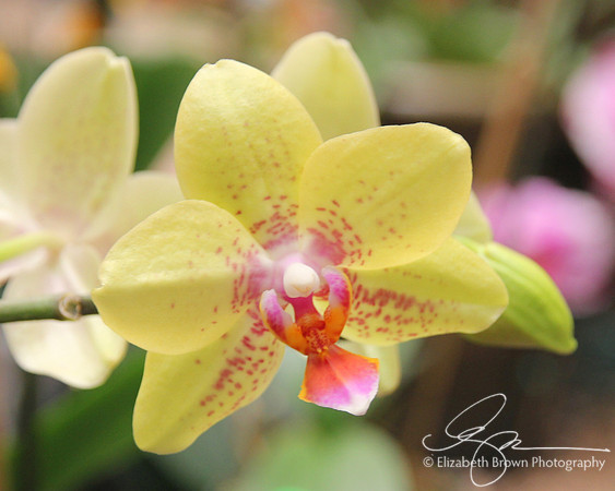 Dendrobium Orchid