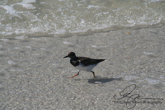 Ruddy Turnstone