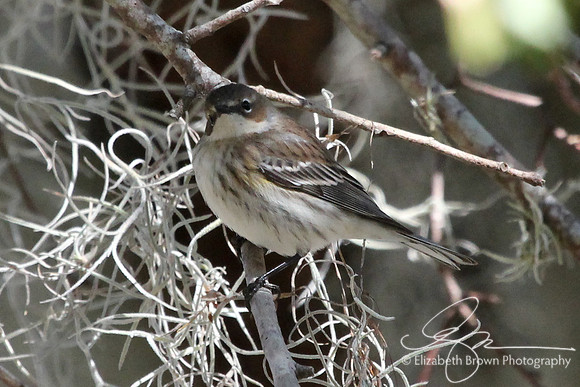 Yellow-rumped Warbler