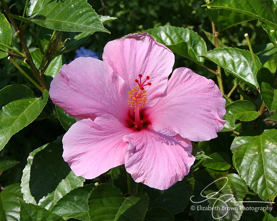 Hibiscus