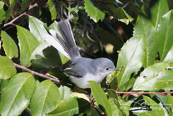 Blue-gray Gnatcatcher