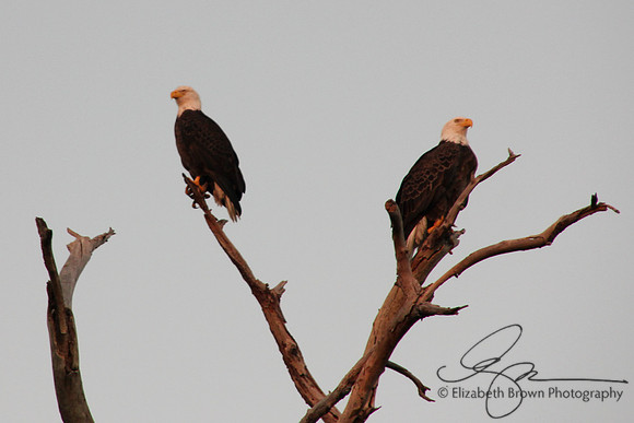 Bald Eagles