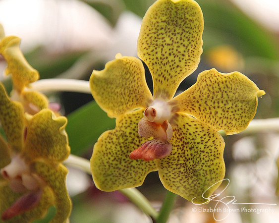 Vanda Orchid