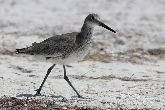 Willet