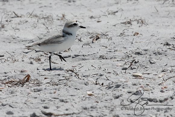 Snowy Plover