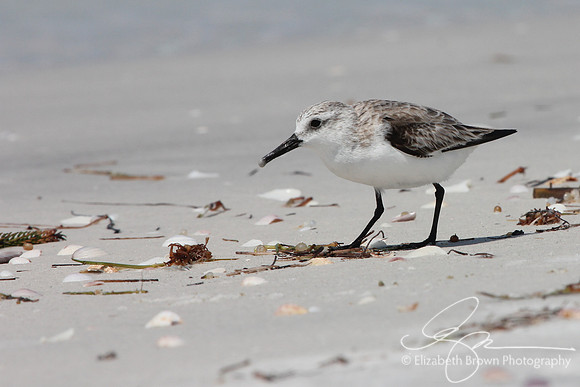 Sanderling