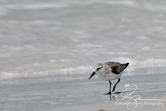 Sanderling