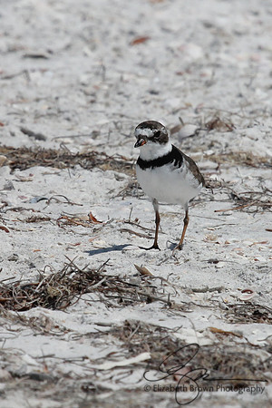 Semipalmated Plover