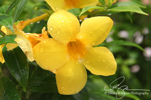 Alamanda