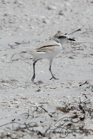 Snowy Plover
