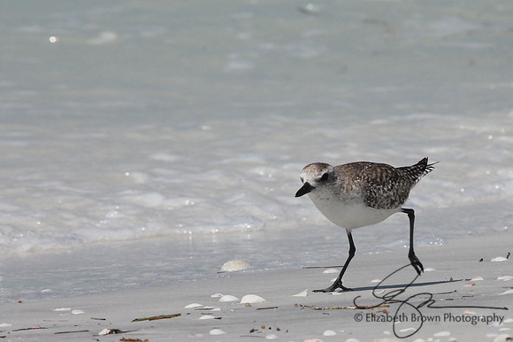 Black Bellied Plover
