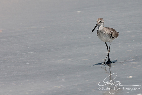 Willet