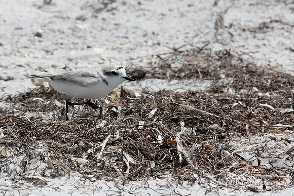 Snowy Plover