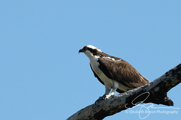 Osprey