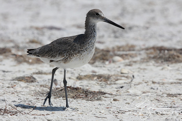 Willet