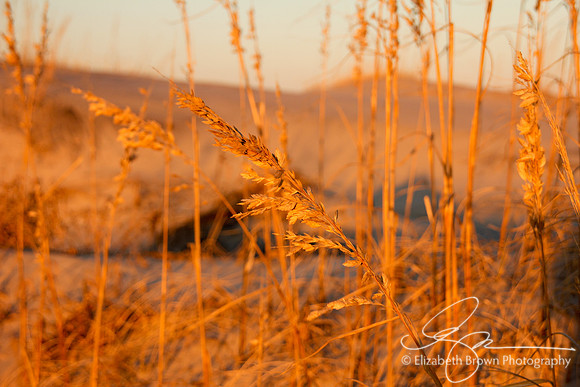 Pea Island National Wildlife Refuge