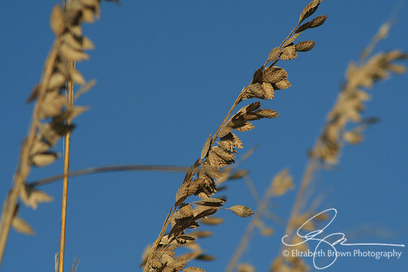 Sea Oats